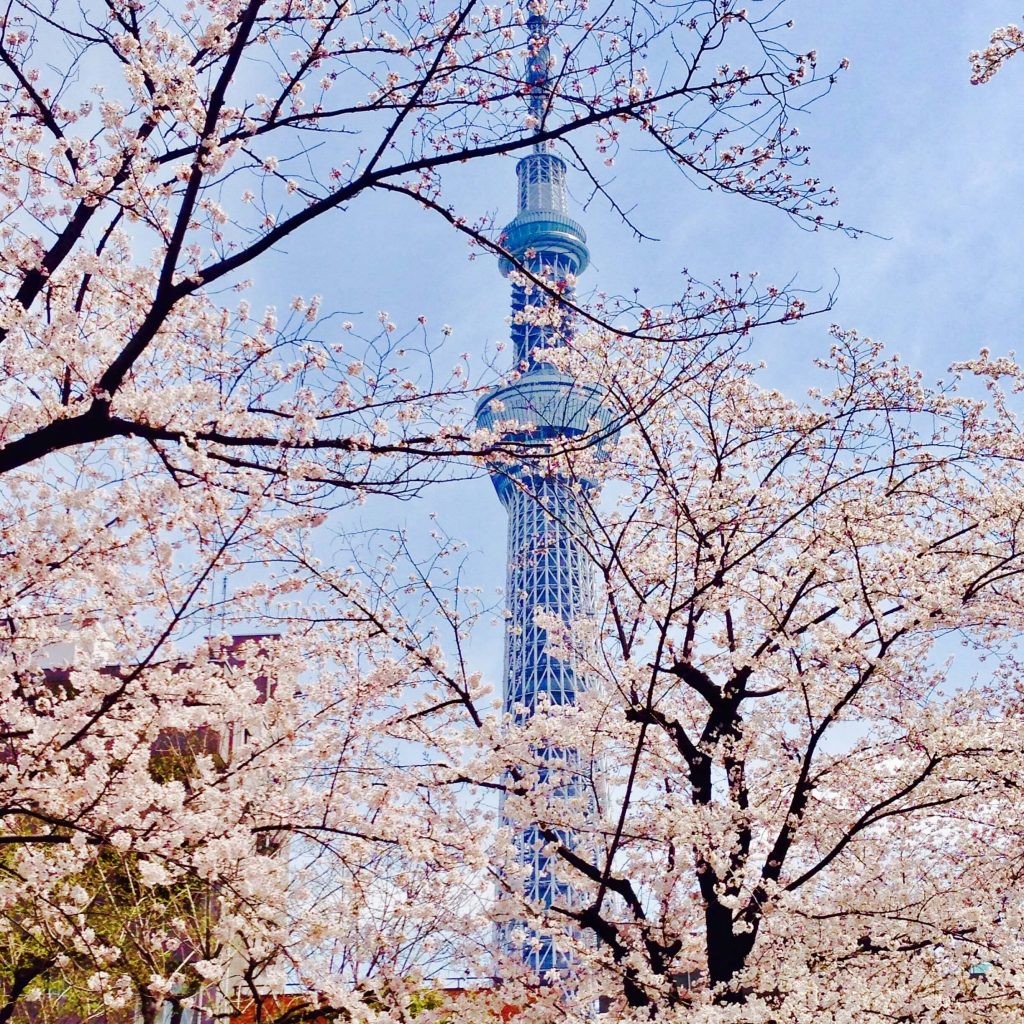 Cherry blossoms phot