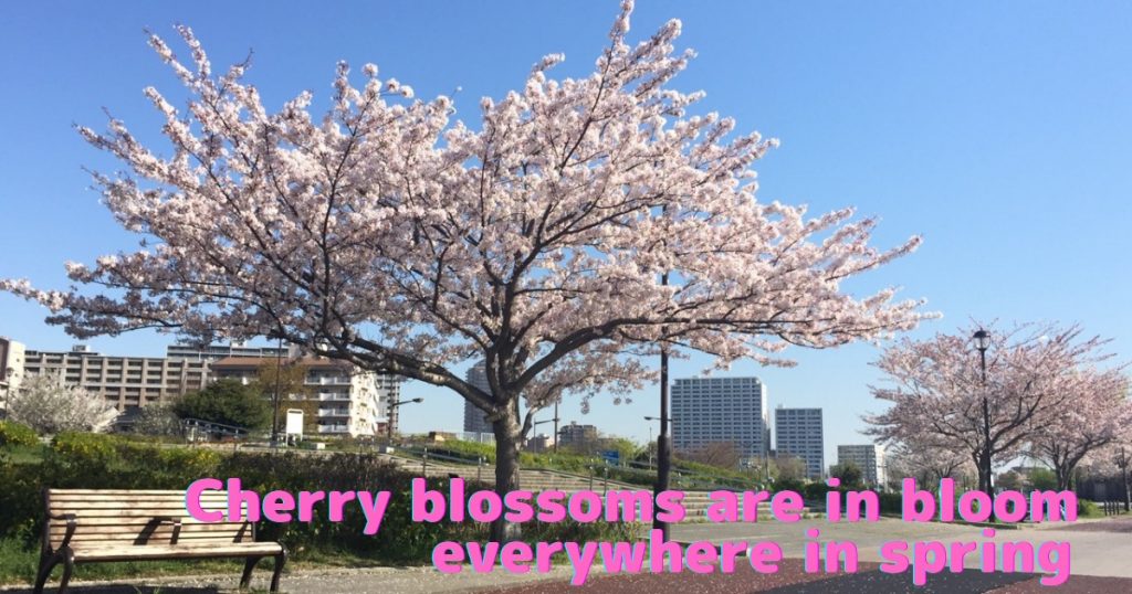Cherry blossoms phot