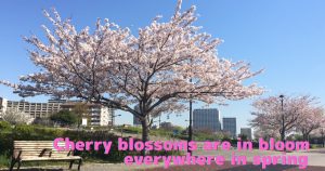 Cherry blossoms phot