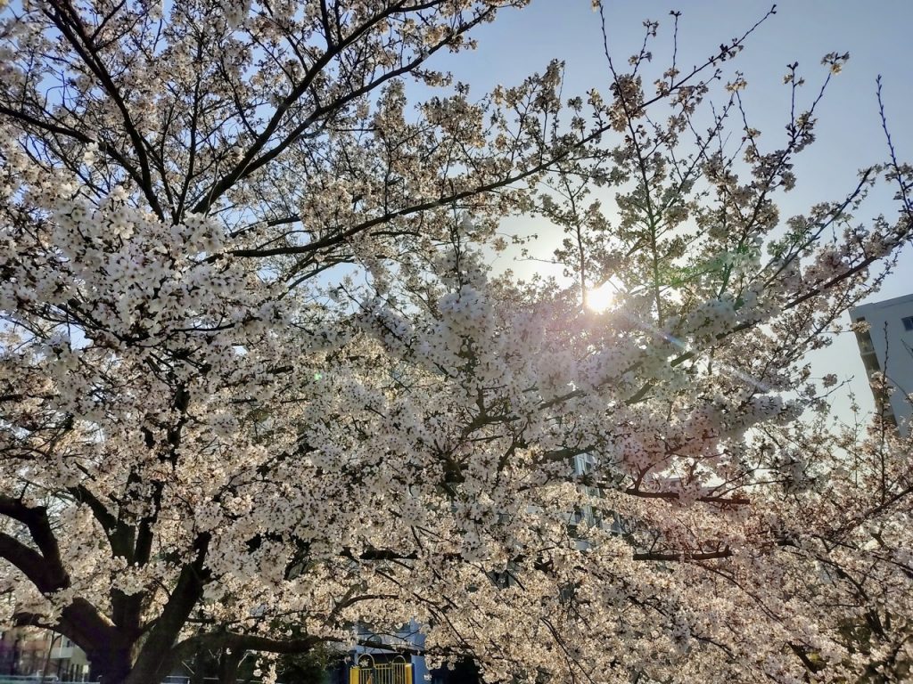 sakura phot